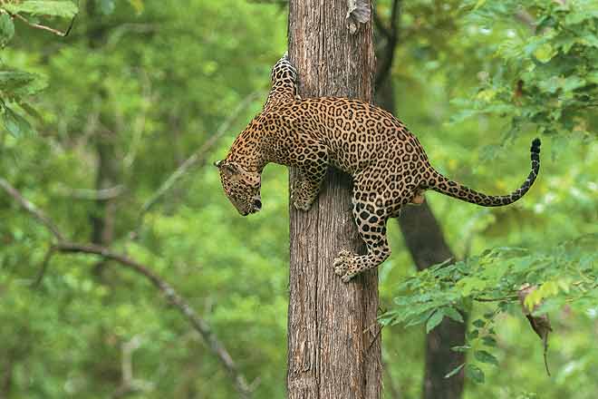 Best Jungle Lodges in Karnataka for Wildlife and Bird Watching