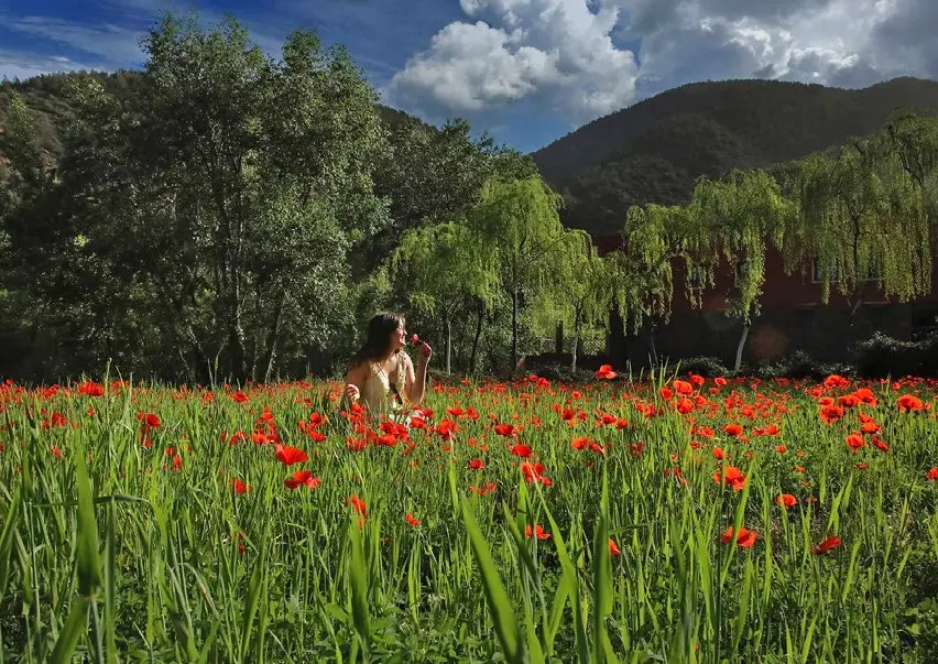 Iconic flora of Morocco